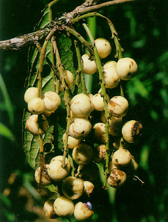 มะไฟ Baccaurea ramiflora Lour.<br/>EUPHORBIACEAE